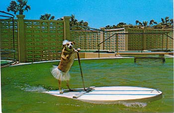Featured is a postcard image of "FiFi" - the mascot at St. Augustine, FL's Marineland - taking a spin on a porpoise-powered surfboard.  If you're on a board, it's boarding ... a versatile sport!  The original unused postcard is for sale in The unltd.com Store.